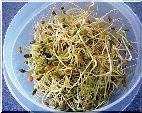 Nutritionists wouldn't eat bean sprouts