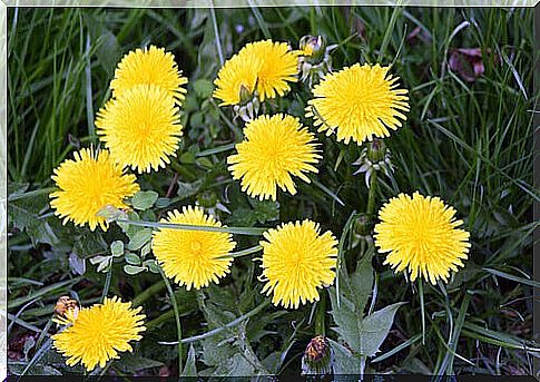 Dandelion to lower your cholesterol levels
