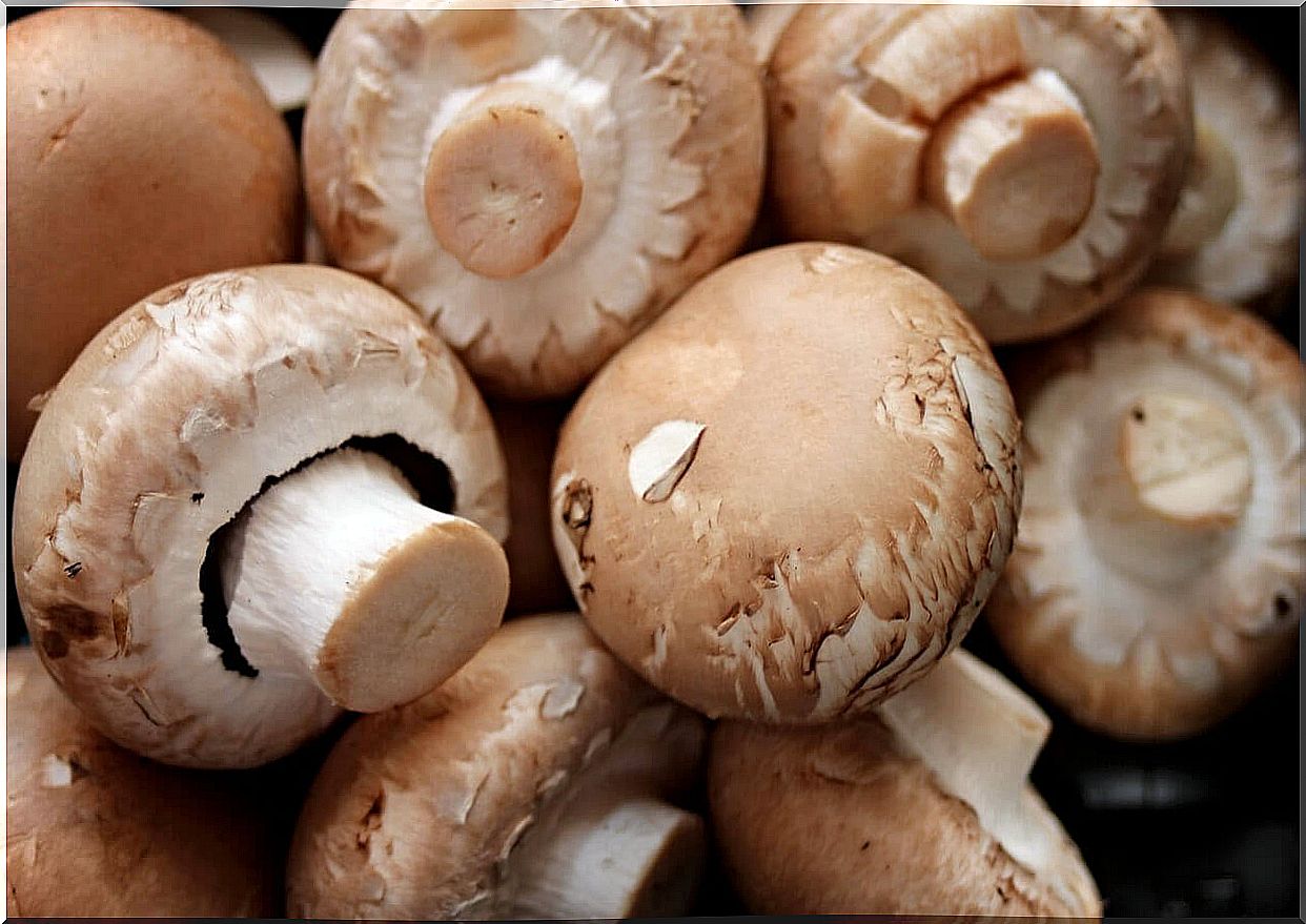 Strengthen your immune system with mushrooms