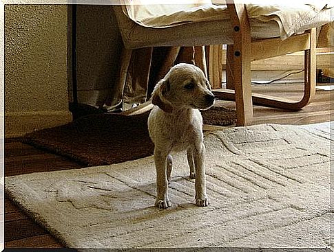 Dog on carpet