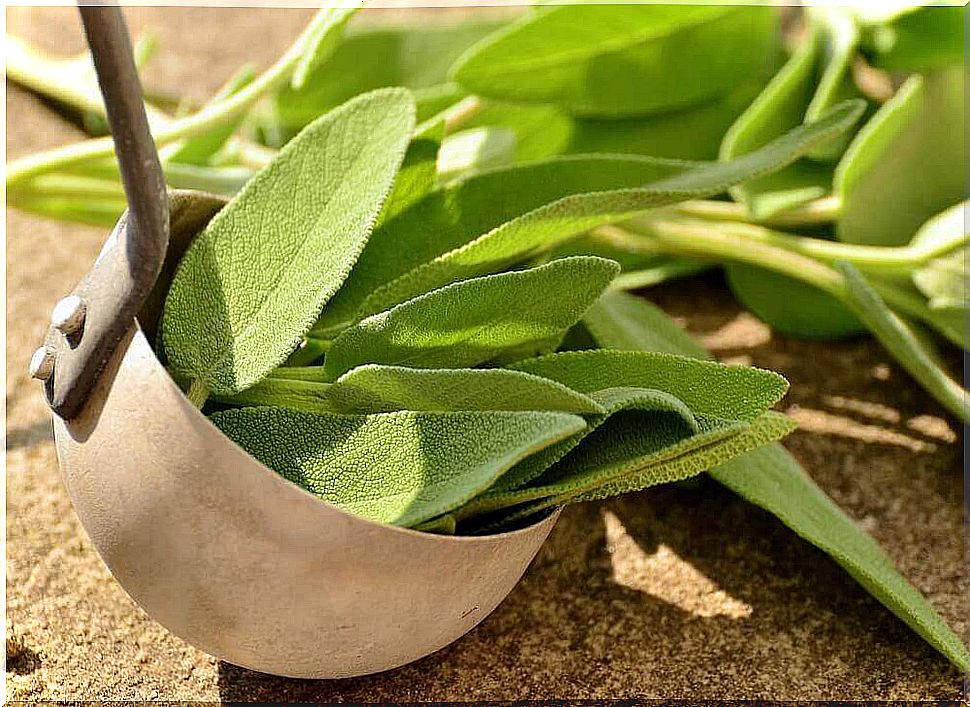 Sage leaves on a spoon