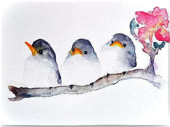 Three birds representing three kinds of compassion