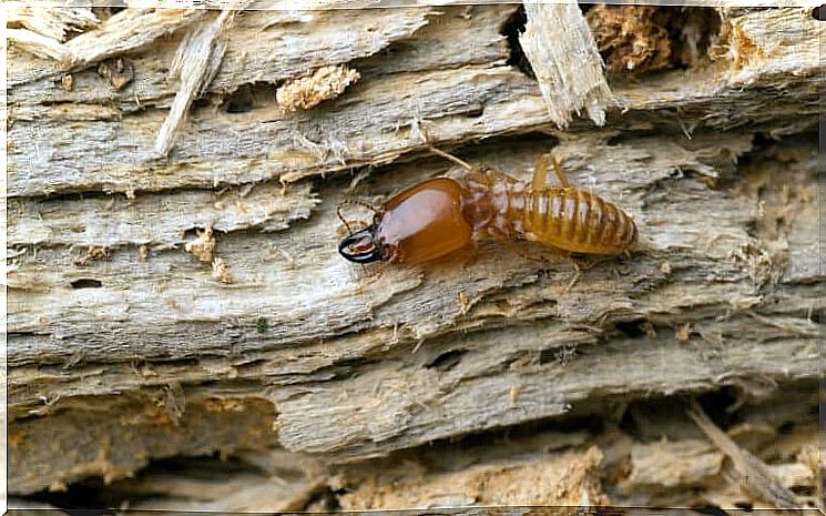 A termite on wood