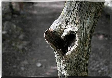 Heart in a tree trunk