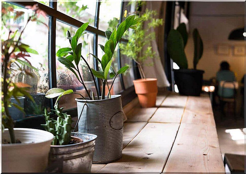 The health benefits of plants at home